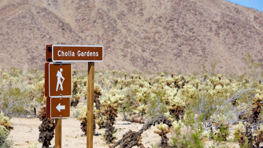 Joshua Tree Cholla Cactus Garden