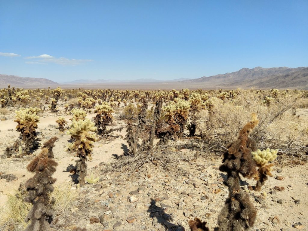 Joshua Tree Cholla Cactus Garden