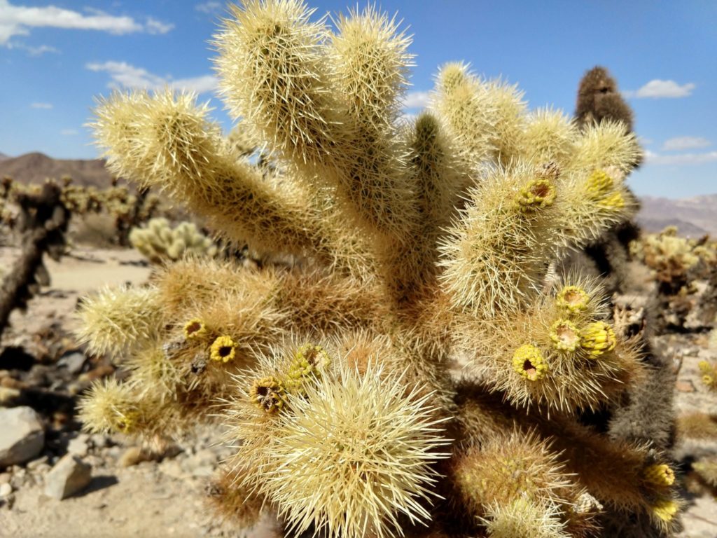 Joshua Tree Cholla Cactus Garden