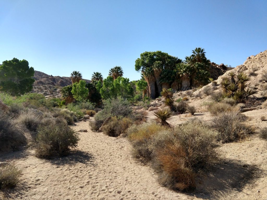 Joshua Tree Cottonwood Springs