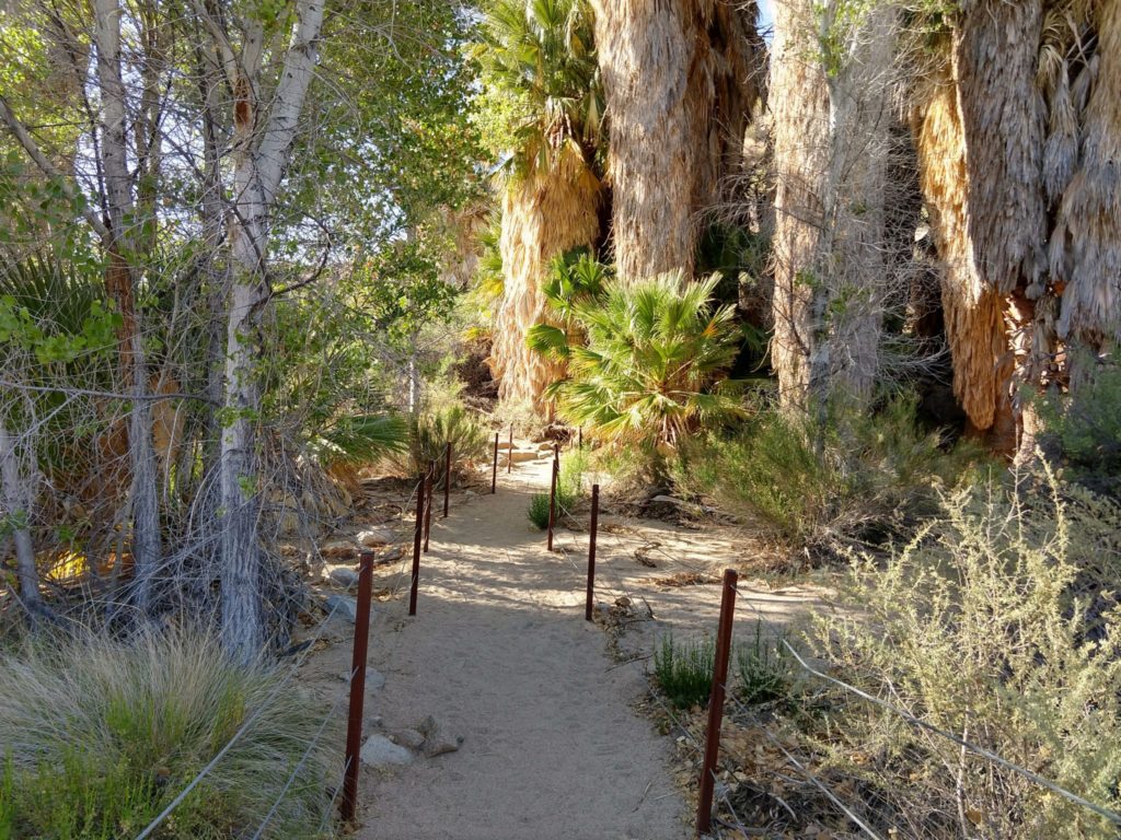 Joshua Tree Cottonwood Springs