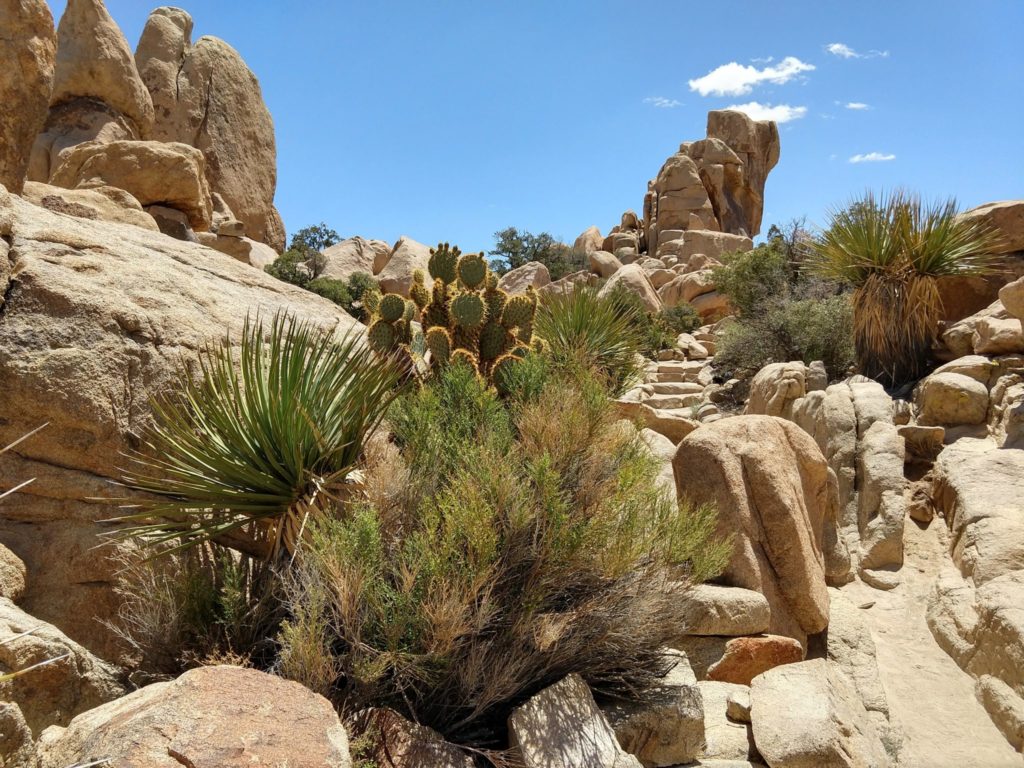 Joshua Tree Hidden Valley