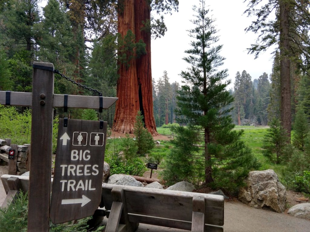 Sequoia National Park - Big Trees Trail