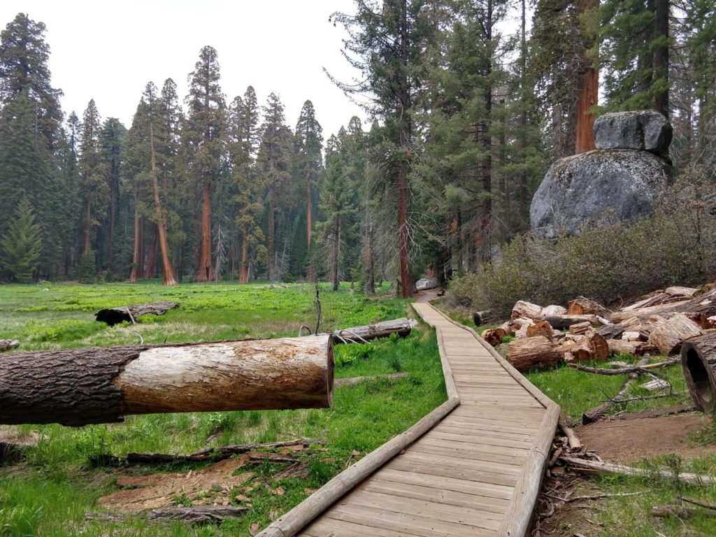 Sequoia National Park - Big Trees Trail