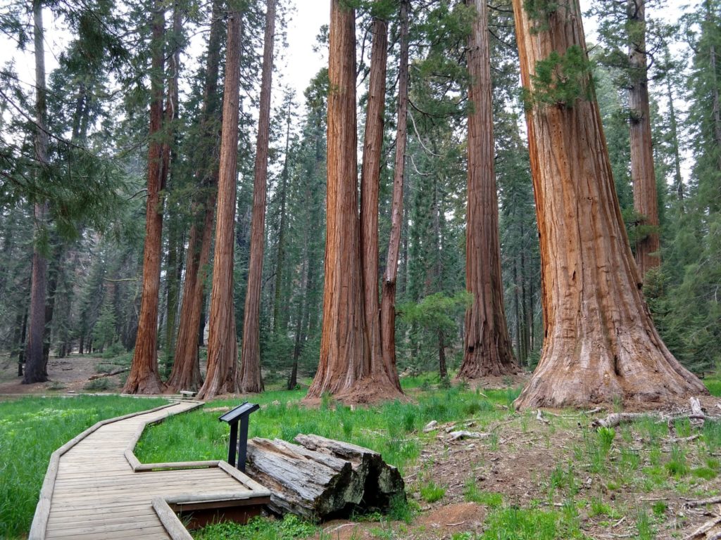 Sequoia National Park - Big Trees Trail