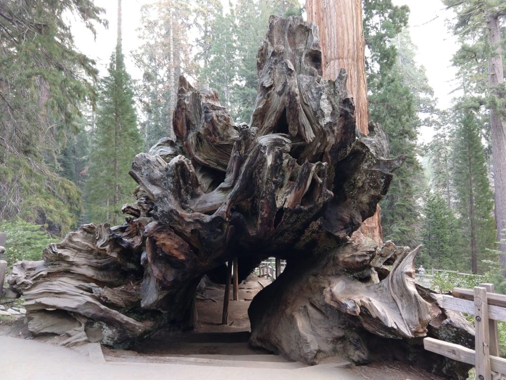 Sequoia National Park - Grant Grove