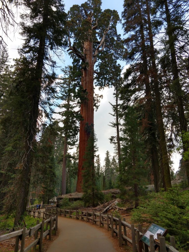 Sequoia National Park - Grant Grove