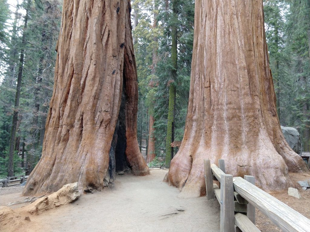 Sequoia National Park - Sherman Tree Trail