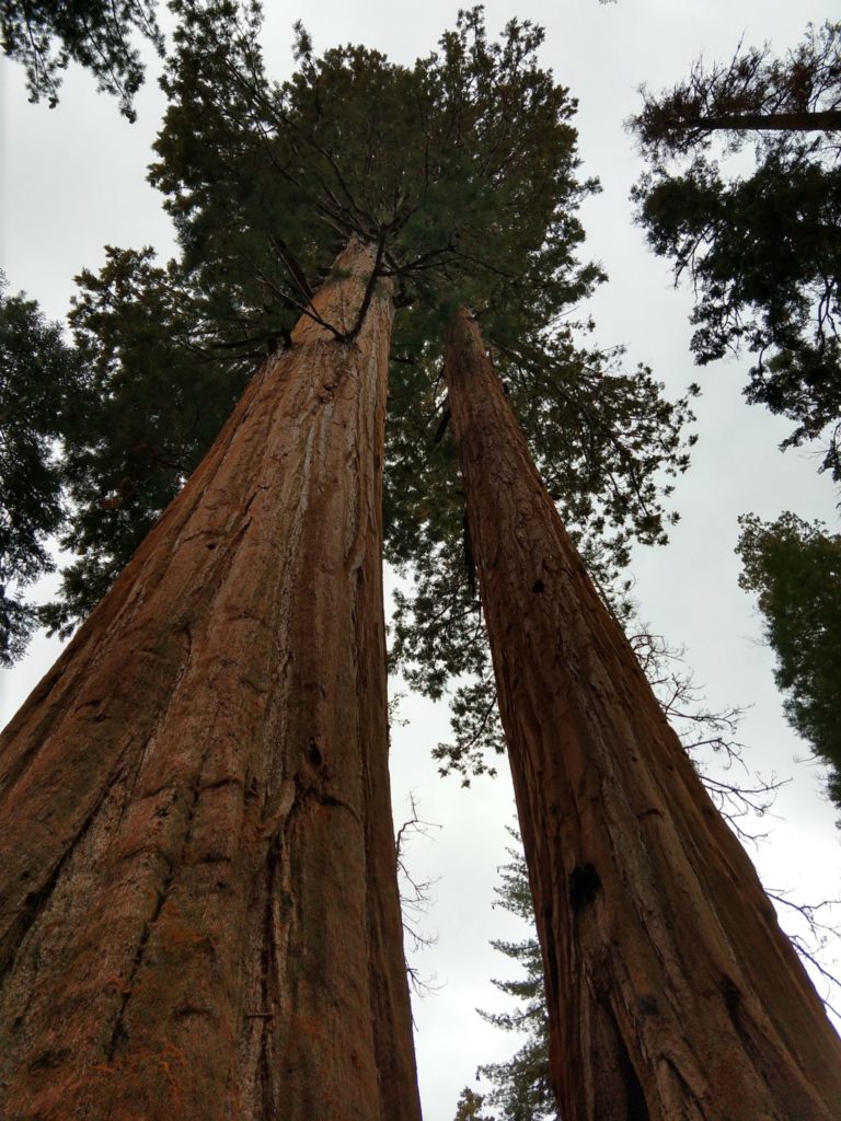 Sequoia National Park - Sherman Tree Trail