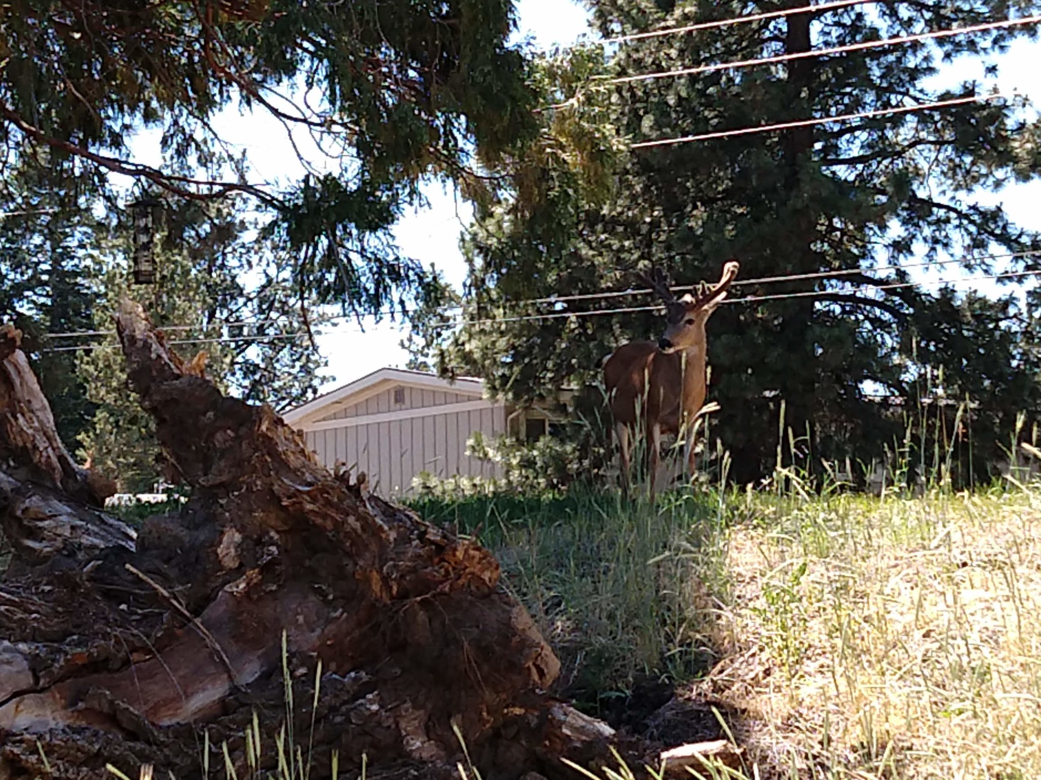 Oregon Trail - Bend wildlife