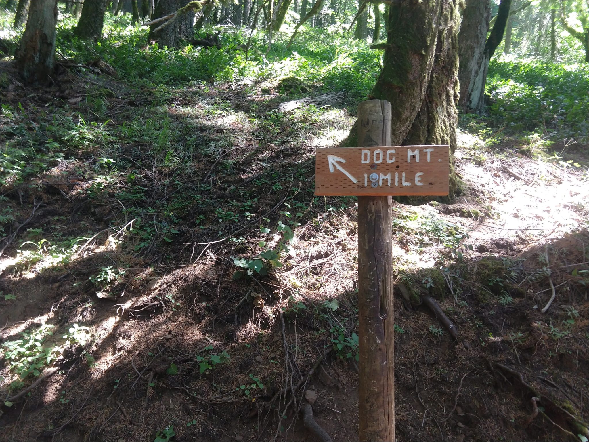 Columbia River Gorge - Dog Mountain