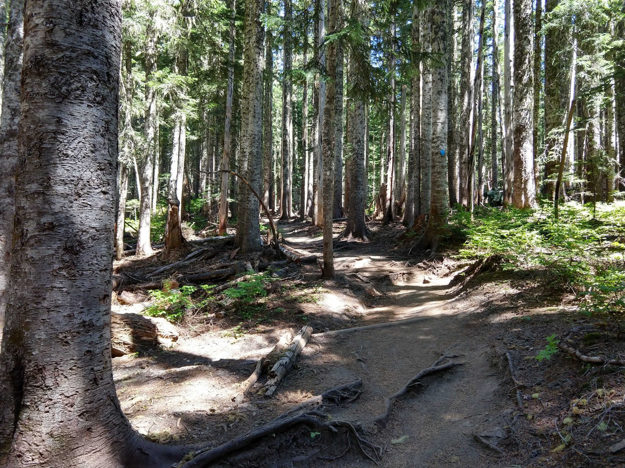 Hiking Mount St. Helens