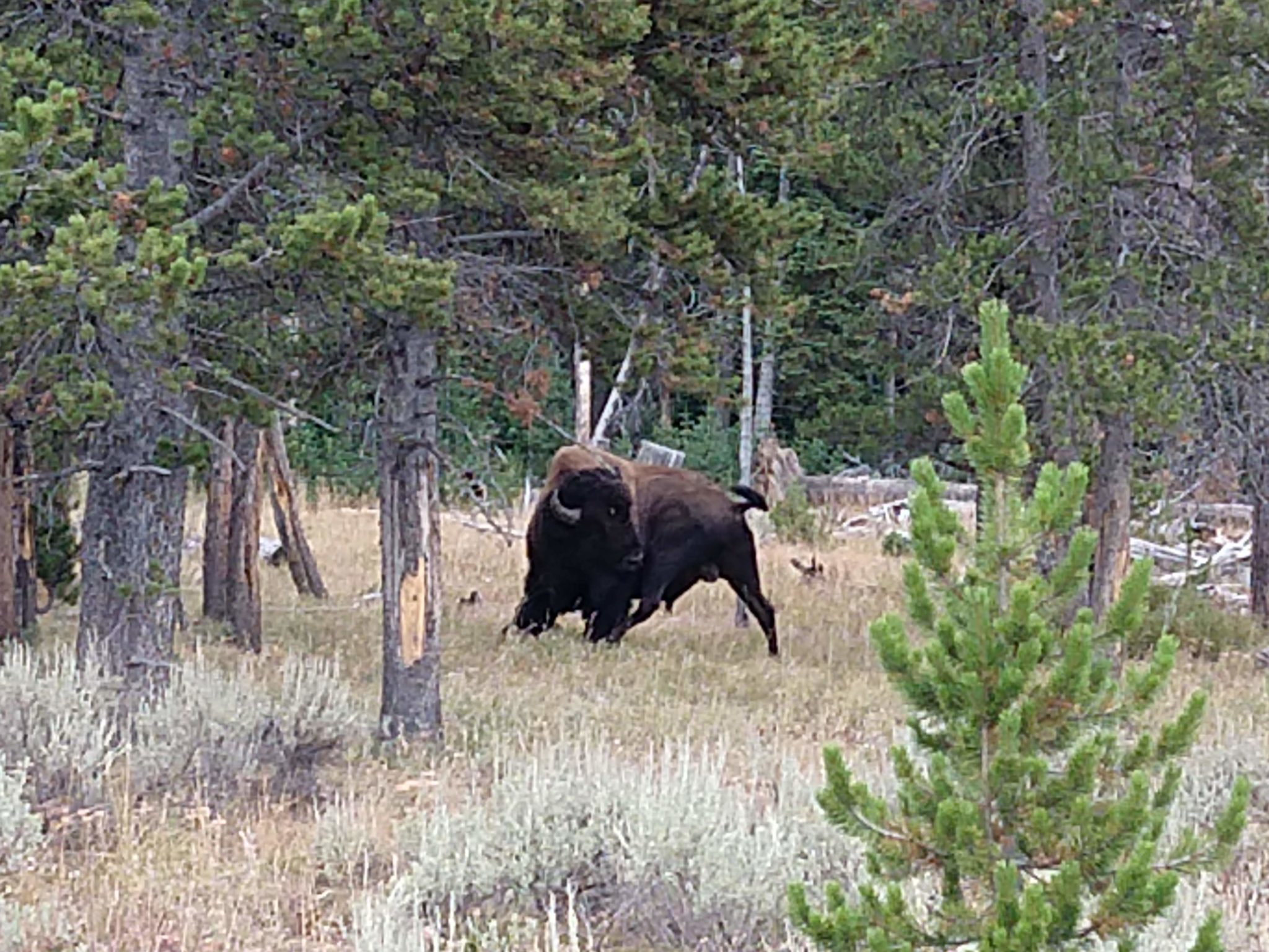 Yellowstone Hikes